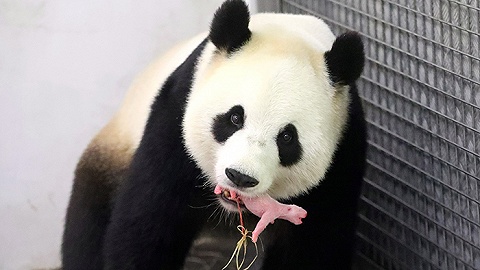 The first panda cub