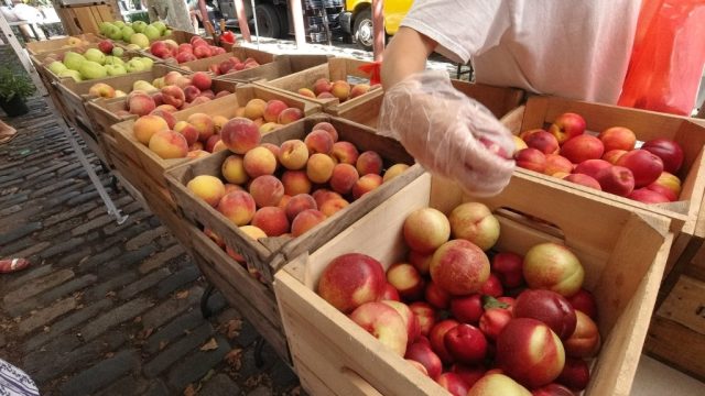 Exploring the Rise of Community Supported Agriculture in Philadelphia