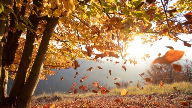 Embracing Queerness: Why Fall Captivates the LGBTQ+ Community