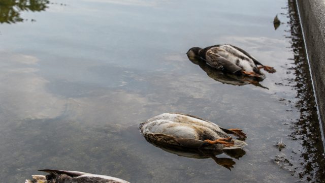 Three Dead Ducks Dis