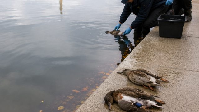 Mystery of Dead Duck
